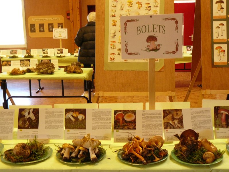 2009 10 Expo champignons de Clairefontaine 02